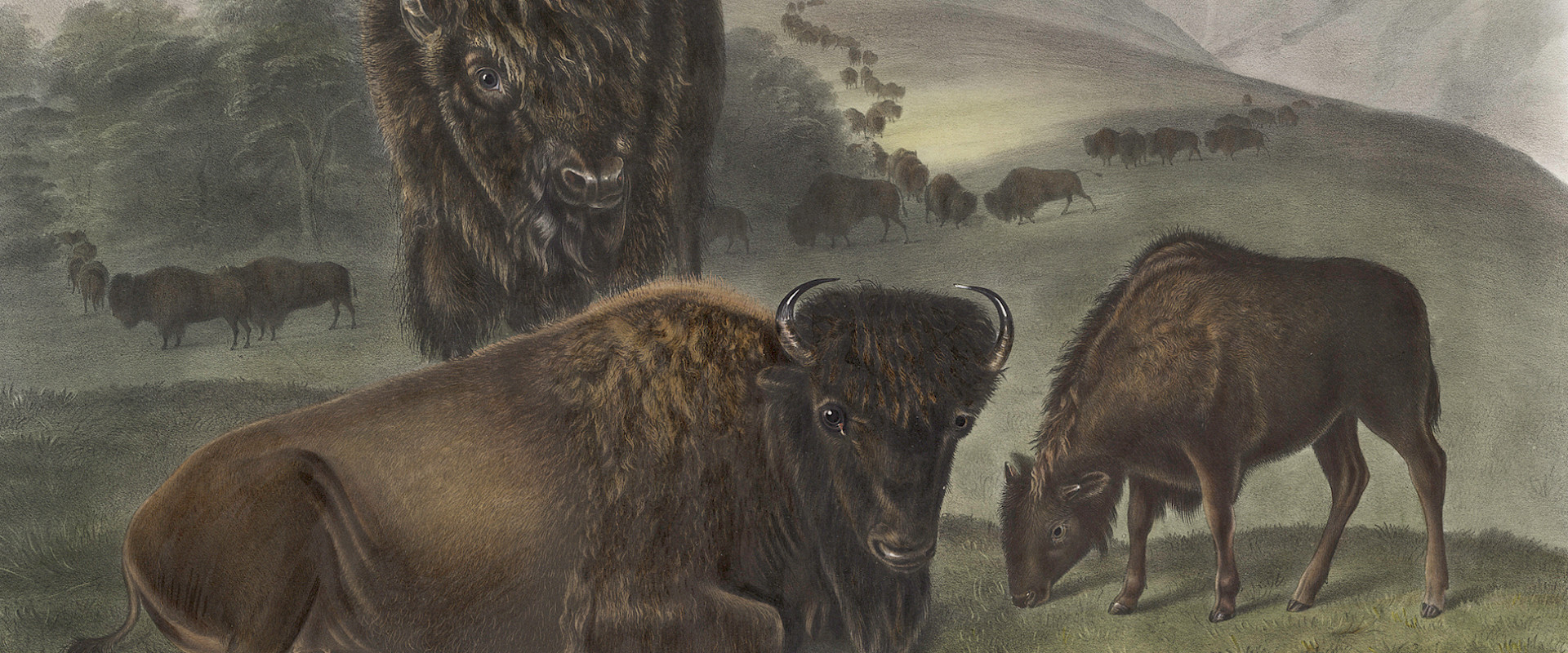 Detail photo of a hand-colored lithograph by John James Audubon depicting three bison.