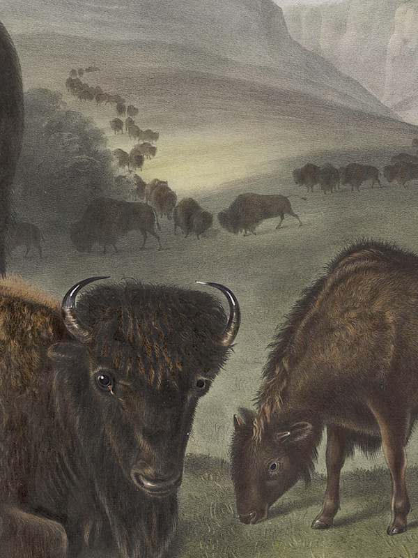 Detail photo of a hand-colored lithograph by John James Audubon depicting three bison.