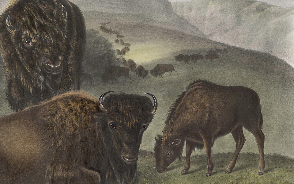 Detail photo of a hand-colored lithograph by John James Audubon depicting three bison.