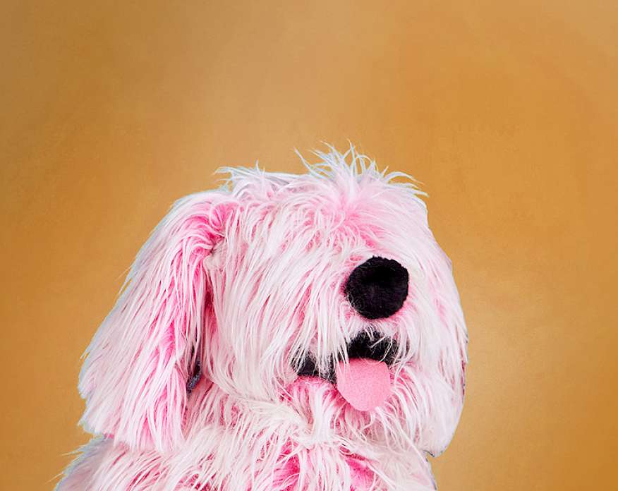 Photo of a pink puppet dog on a golden yellow background.