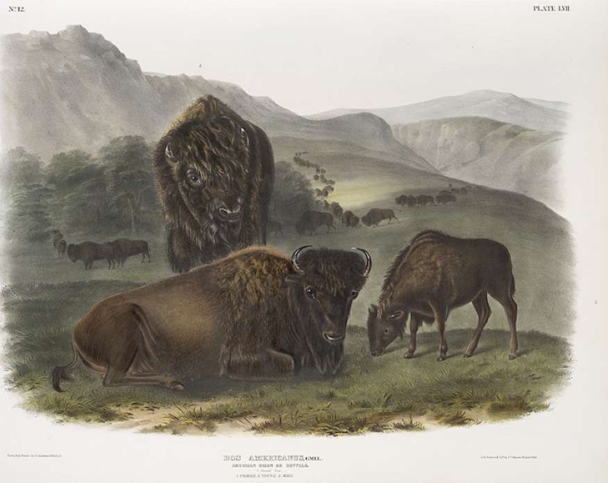 Lithograph by John James Audubon depicting three bison on a mountainous plain.
