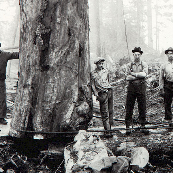 Black and white photo of loggers in a forest by Darius Kinsey.