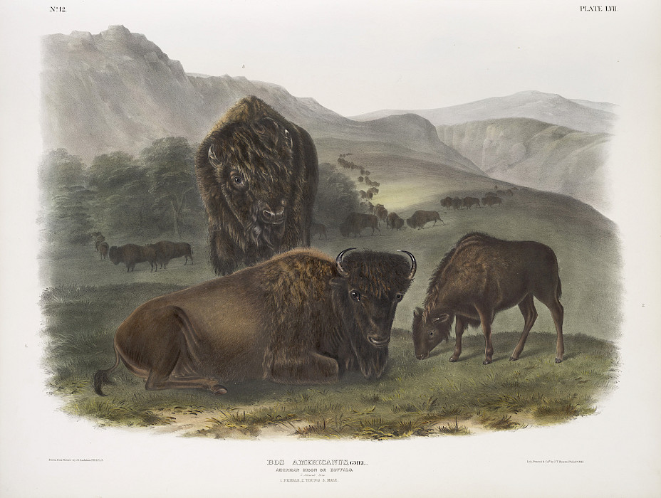 John James Audubon (Les Cayes, Haiti, 1785 - 1851, New York, New York), Printed by John T. Brown (England, 1801 - 1856, Philadelphia, Pennsylvania), "American Bison" from "The Viviparous Quadrupeds of North America," 1845 - 1848, hand-colored lithograph on paper, 35 1.4 x 39 1/2 in. On loan from the Bank of America Collection.