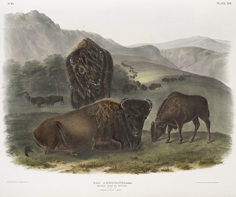 John James Audubon (Les Cayes, Haiti, 1785 - 1851, New York, New York), Printed by John T. Brown (England, 1801 - 1856, Philadelphia, Pennsylvania), "American Bison" from "The Viviparous Quadrupeds of North America," 1845 - 1848, hand-colored lithograph on paper, 35 1.4 x 39 1/2 in. On loan from the Bank of America Collection.
