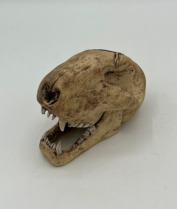 Lincoln C., "Bobcat Skull," ceramic, 4.25 x 3 x 3 in., Arkansas Arts Academy High School, Art Educator: Carrie Haase.