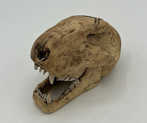 Lincoln C., "Bobcat Skull," ceramic, 4.25 x 3 x 3 in., Arkansas Arts Academy High School, Art Educator: Carrie Haase.