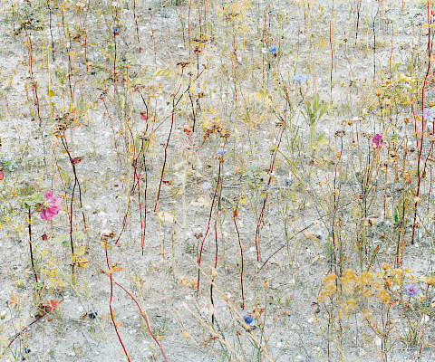 Photograph of a sandy desert ground wearing brightly colored wildflowers are blooming.