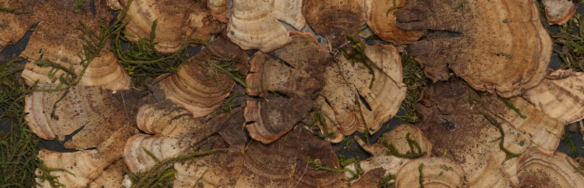 Tricia Wright: The Naturalist