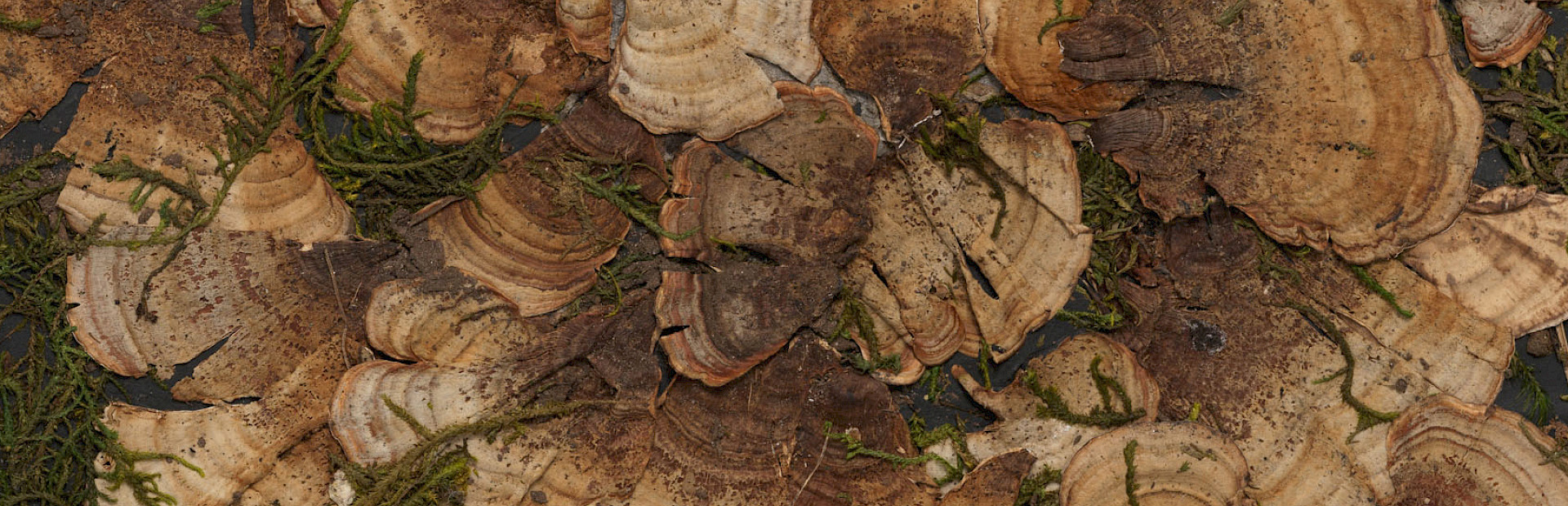 Tricia Wright: The Naturalist