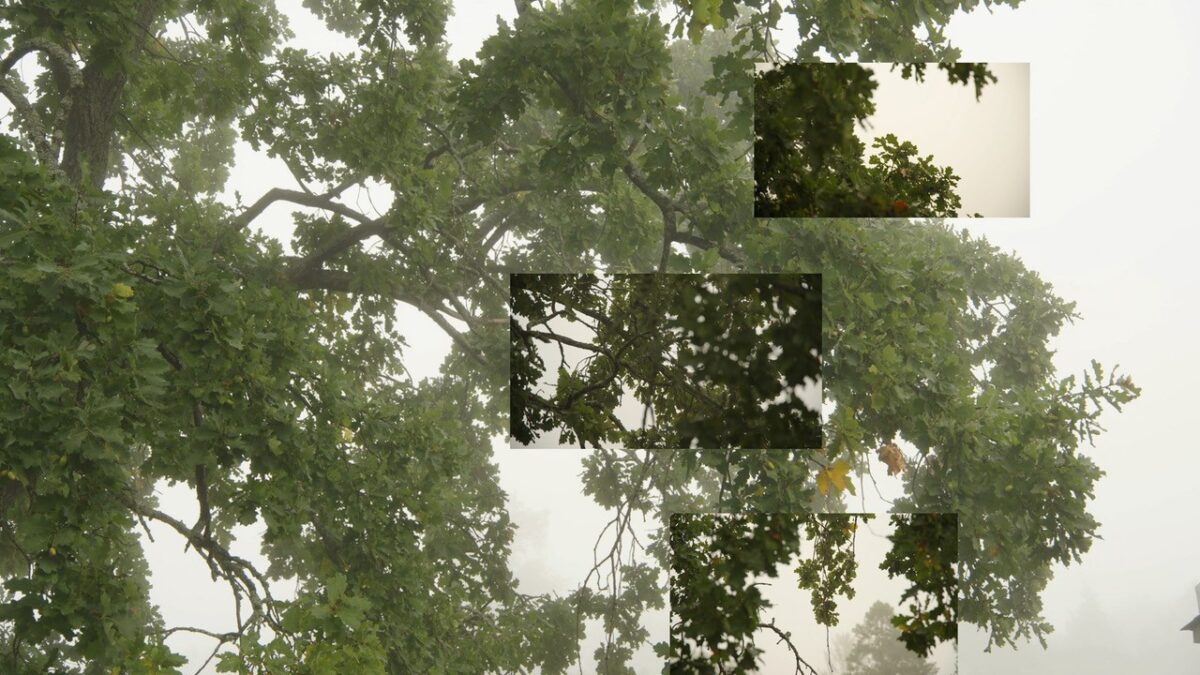 Film still of a large tree.