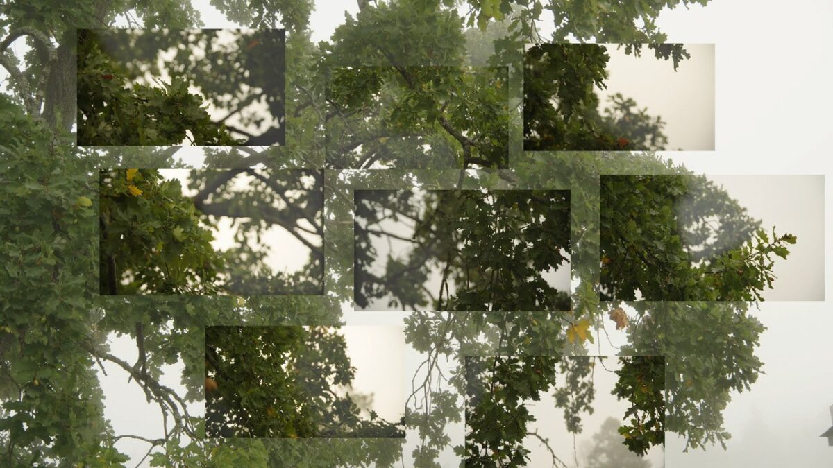 Film still of a large tree.