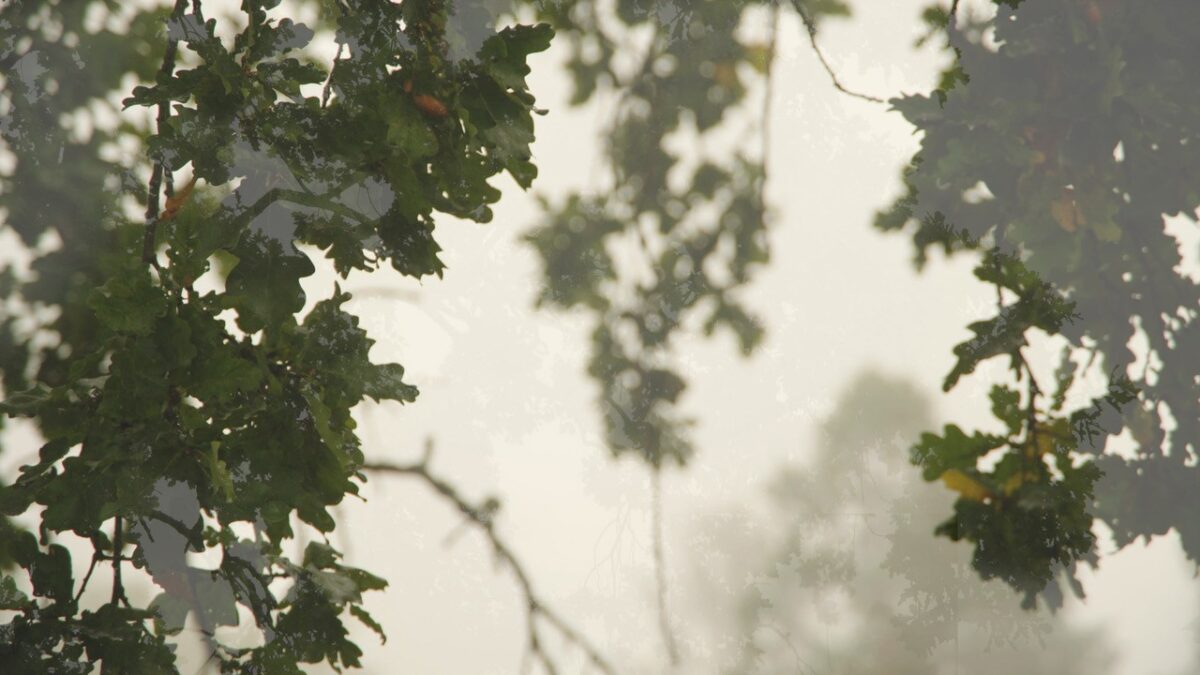 Film still of a large tree.