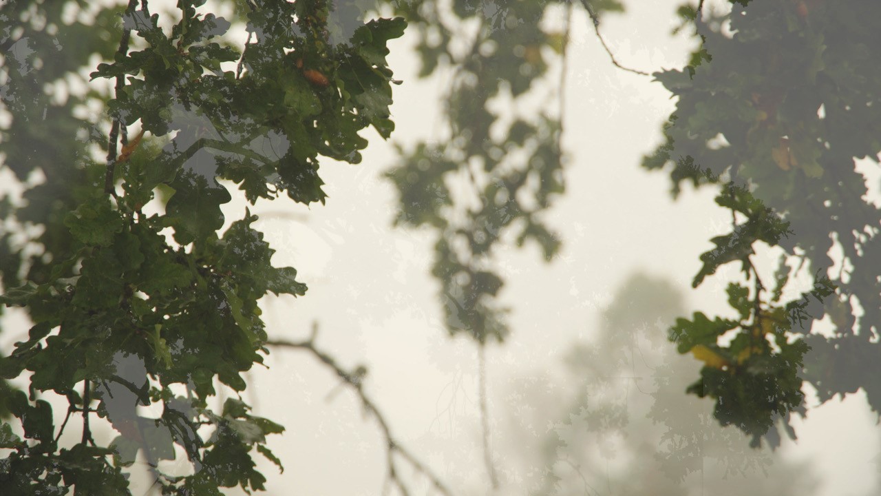Film still of a large tree.