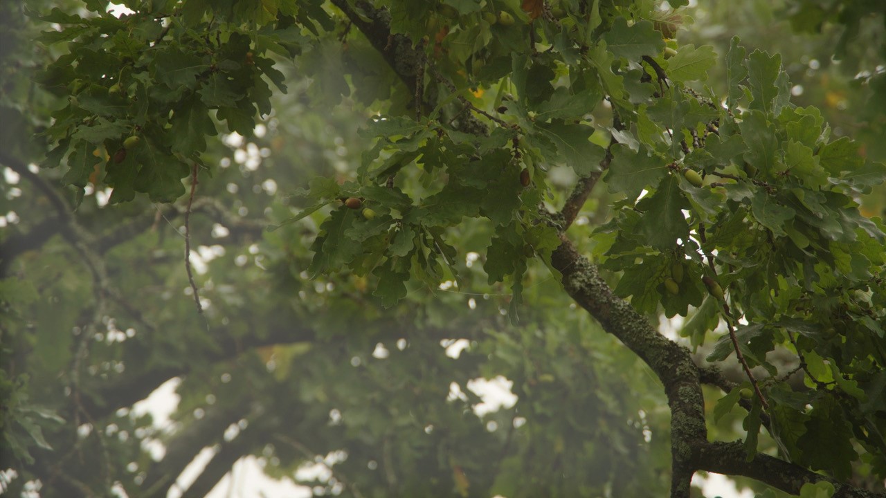 Film still of a large tree.