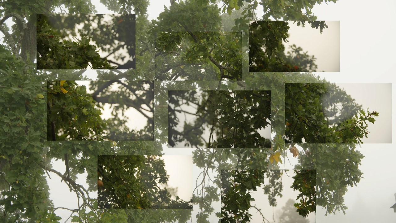 Film still of a large tree.