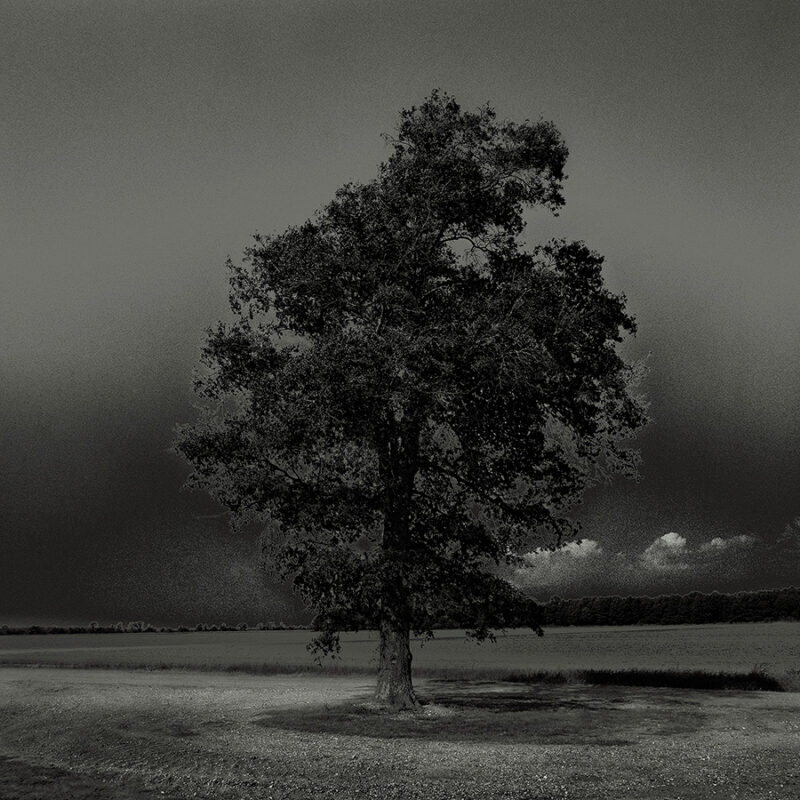 Black and white photo of a tree in a field under stormy skies.