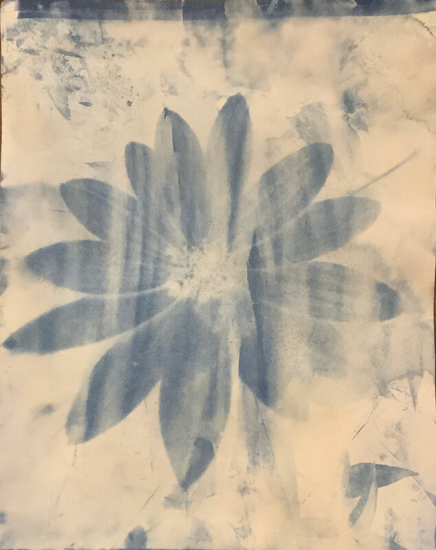 Cyanotype print of a flower.