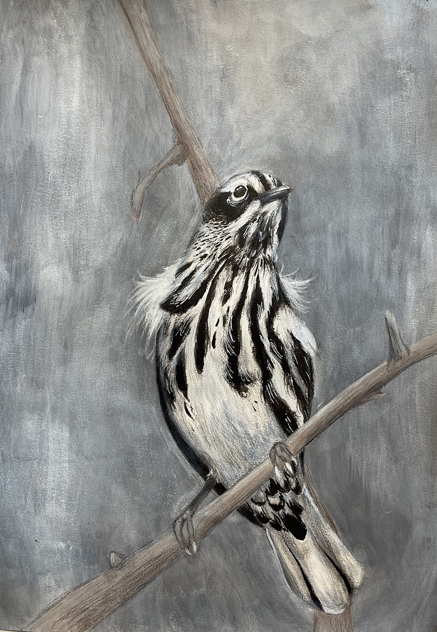 Mixed media drawing of a black and white bird on a tree limb.