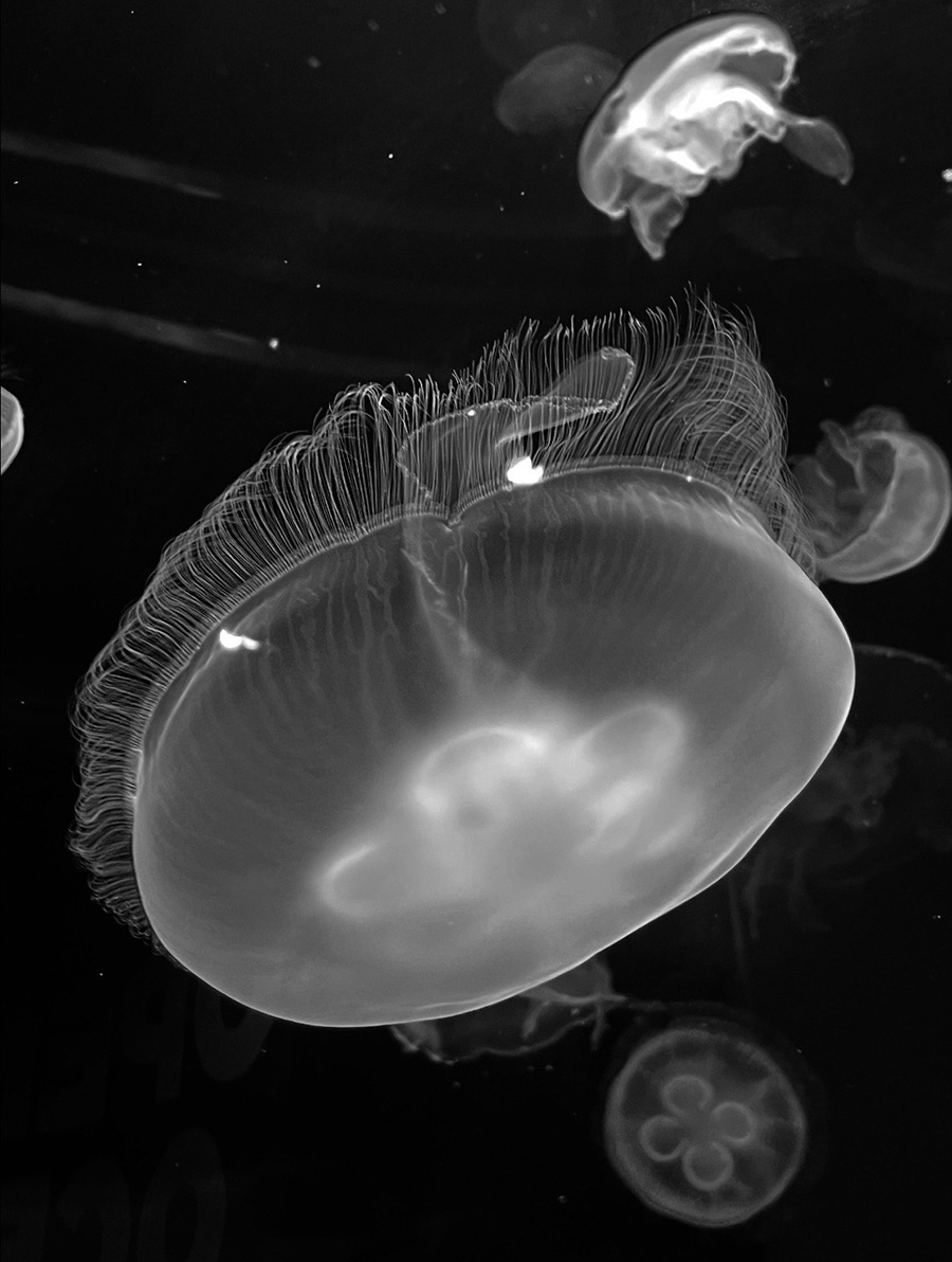 Black and white photograph of jellyfish.